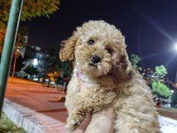 SON KALAN MALTİPOO KIZIMIZ