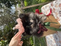 Sevimli black tan pomeranian