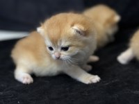 NY12 GOLDEN BRİTİSH SAFKAN ANNE BABA SCR KAYITLI