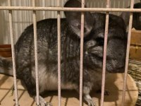 Chinchilla 6 aylık erkek