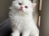 British longhair dişi ve british shorthair dişi