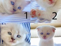 minik british shorthair yavrulara yeni yuva