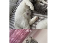 19.04.2025 Doğumlu Scottish fold yavrular mavi göz