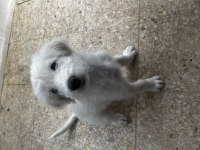 2 aylık erkek terrier