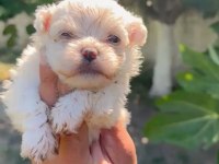 Maltese yavru minyatür boy
