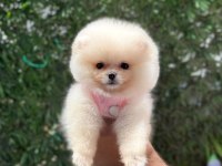 Premium Güzellik Orjinal Pomeranian Boo Köpeği