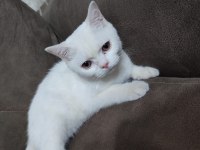 6 aylık erkek british shorthair kedimiz