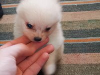 Pomeranian yavru