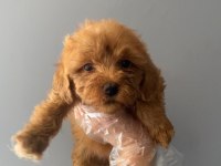 3 aylık toy poodle