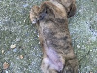 Afyon Ücretsiz Yavru Köpek Sahiplendirme