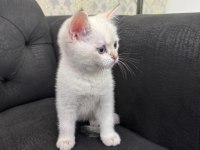 British shorthair lynx point erkek