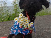 Toy poodle
