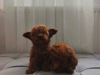 Poodle yavrularımız