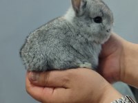 Cüce Tavşan (Netharlend Dwarf)
