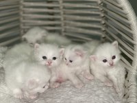 British longhair shorthair kediler