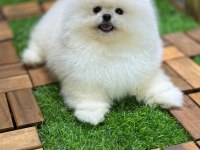 Safkan 0 Burun Pomeranian Boo