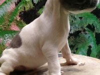 Scrli babadan erkek blue pied yavru french bulldog
