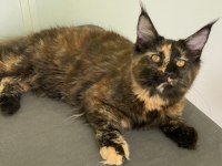 Maine Coon Dişi Tortie Caramel
