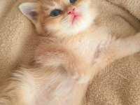 Son Kalan Peluş Gibi Yavru Kediler