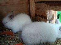 Cüce Angora Tavşan (Teddy Dwarf)