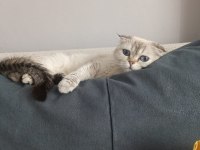 2 Yaşında Dişi Scottish Fold