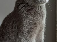 Scottish fold dişi