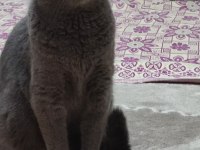 2 Yaşında Safkan Scottish Fold