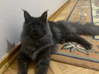 Acil erkek maine coon kedimizi sahiplendirmek istiyoruz