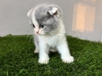 Scottish Fold Bi Color Nadir Renk