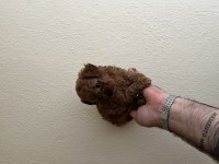 Teacup dişi red poodle
