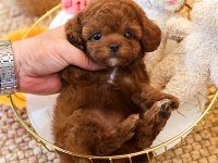 SUPER STAR TOY POODLE YAVRULARIM