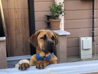 Güzel bull mastiff kızımız