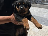 Rottweiler yavrularımız yeni yuvasını arıyor