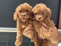 Petmode köpek çiftliğinden toy poodle