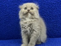 İstanbul içi Adrese teslim lilak scottish fold longhair