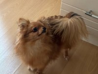 Uzun tüylü chihuahua