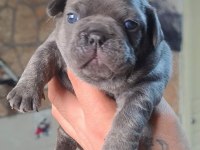 Egzotik renk french bulldog bebeklerimiz