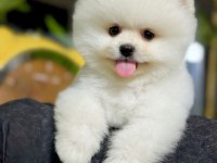 Pomeranian boo yavruları tuvalet eğitimi başlanmış