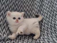 Scottish straight shorthair dişi