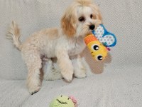 Yurt dışı sebebi kaynaklı maltipoo sahiplendirme