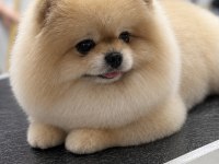 Teddy Bear Pomeranian
