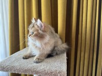 Golden yakışıklı british longhair