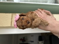Toy poodle yavrularımız yeni yuvalarını arıyor