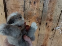 Safkan Hollanda lop tavşan yavruları