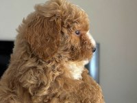 A KALİTE POODLE AYARINDA KAHVERENGİ MALTİPOO