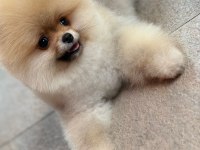 Üretim çiftliğinden efsane ayı surat pomeranian