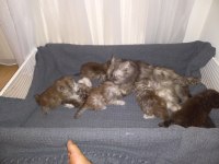 Ev ortamında büyütülen İran chinchilla kedisi yavruları