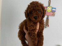 Red brown poodle yavrularım