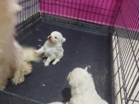 Sahiplendirme maltese yavru
