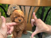Kg garantili Kore toy poodle yavrularımız